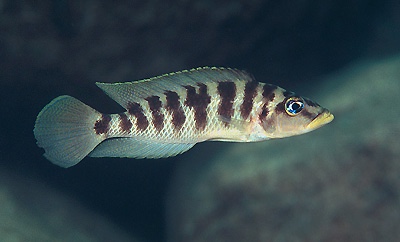 Neolamprologus fasciatus 'Kantalamba'